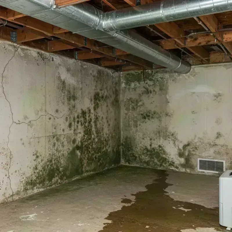 Professional Mold Removal in Newton, IL